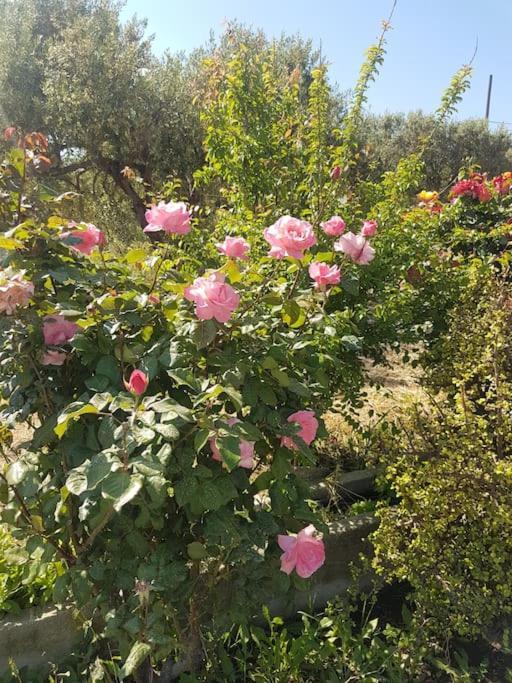 Amalthia Sitia (Crete) Exterior foto
